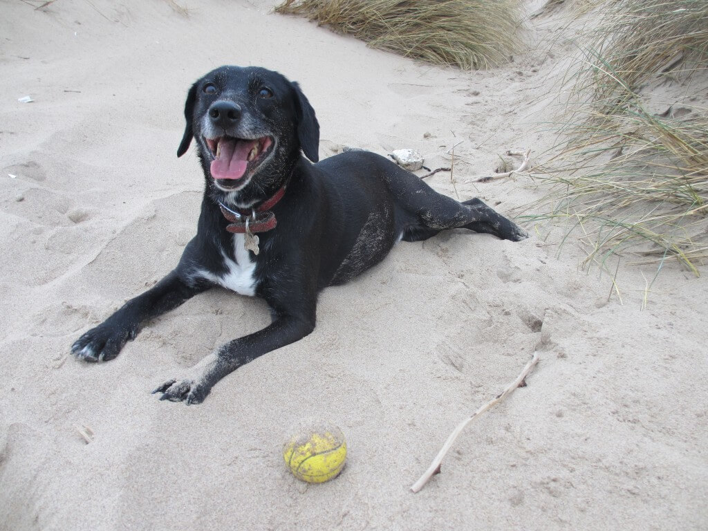 Rush the dog with a ball on the sand at Rhossili Gower
