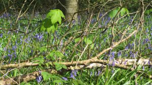 Bluebells in close up